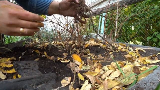 Про жимолость смотреть онлайн