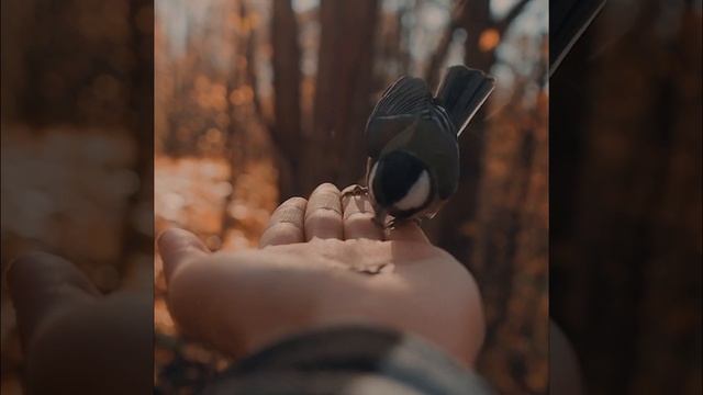 тао порчон-линч цитаты о осень.Осень это напоминание.мудрые слова.йога смотреть онлайн