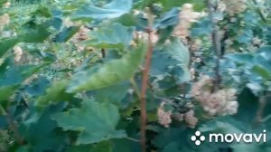 #смородинабелая #кустарник Смородина белая«СНЕЖАНА» . Обзор сорта.2020г