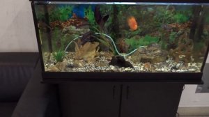 Грунт в аквариуме , каким он должен быть?