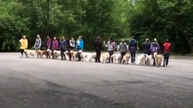 Сокольники. Собачья площадка. смотреть онлайн