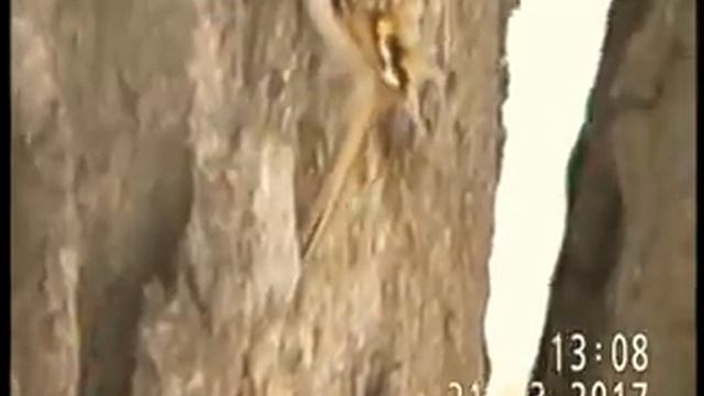 ПИЩУХА ОБЫКНОВЕННАЯ НА ИРТЫШЕ смотреть онлайн