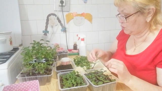 Вербена вытянулась! Черенкуем?!