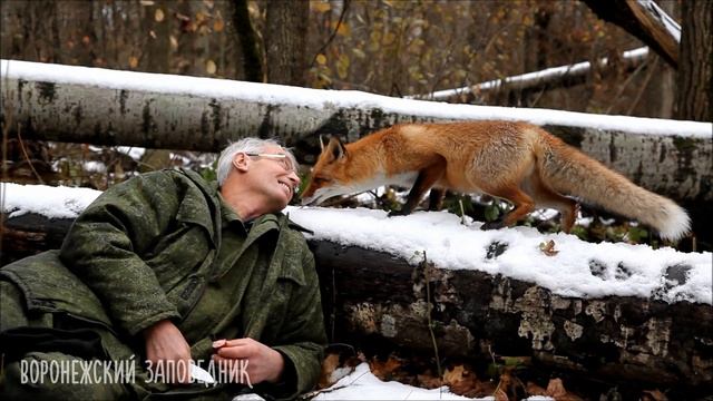 Лиса и человек