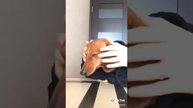 Самостоятельная Такса Боня ,ест из ложки смотреть онлайн