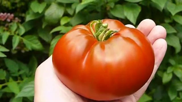 The Cherokee Chocolate Heirloom Tomato смотреть онлайн
