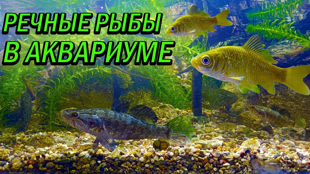 Речной аквариум-палюдариум расцвёл во всей красе! смотреть онлайн