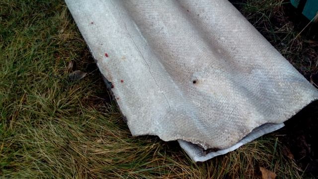 Лучшие советы по укрытию винограда на зиму. Самый простой и надежный способ . смотреть онлайн