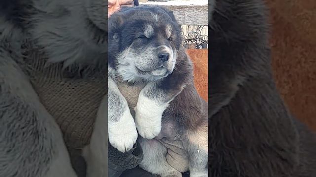 Девочка сао полный пакет документов из питомника АЗ Марал продажа ватсап +79278137957 смотреть онлайн