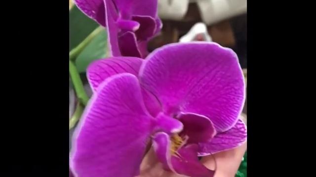 Орхидеи, цветущие 08.01.19. Горшочек из глины с дырочками своими руками. смотреть онлайн