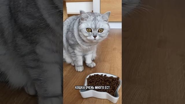 Как понять, что кошке скучно #коты #кошка #кот смотреть онлайн