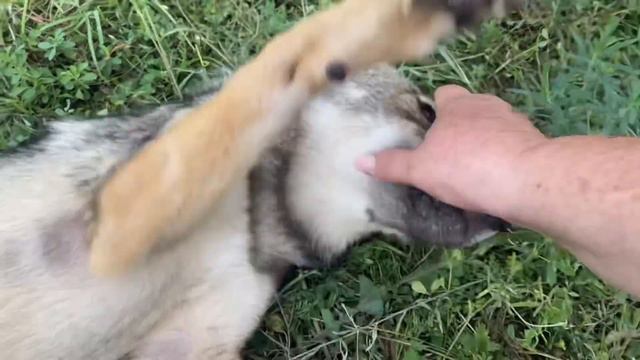 Черный и серый волки УЖЕ ПОЧТИ ПОДХОДЯТ ко мне! смотреть онлайн