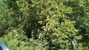 Черноклен - главный медонос мая