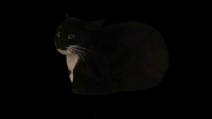 Кот Максвелл кружится под музыку 10 часов