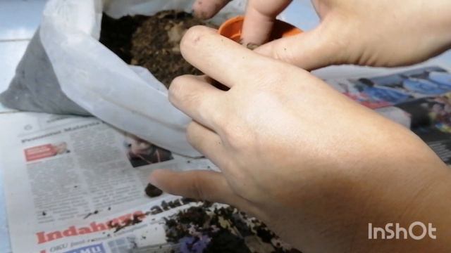 Semai Ubi Keladi Shycool смотреть онлайн
