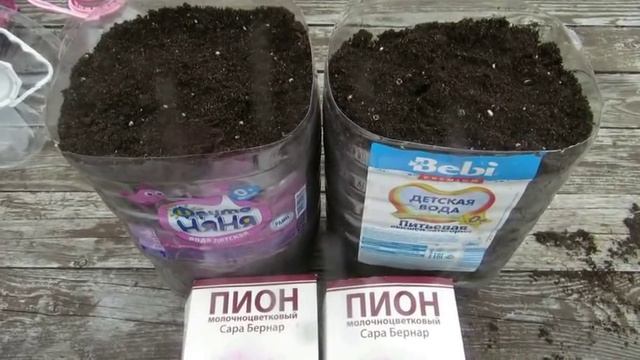 Наша дача. Апрель 2019. Розы после зимовки и саженцы роз из коробки хранившиеся под снегом. смотреть онлайн