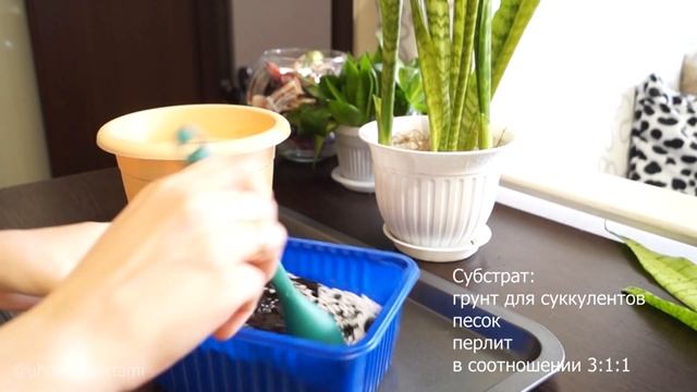 Пересадка Санвевиерии (Щучьего хвоста) смотреть онлайн