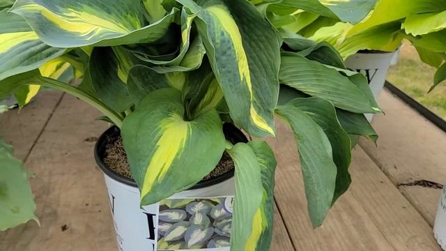 Hosta 'Coast to Coast', 'Hudson Bay' & 'Diamond Lake' // 3 MAGNIFICENT Hostas for Texture & COLOR смотреть онлайн
