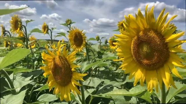A Little Cover Crop Diversity Interseeded into Cash Crop Sunflowers смотреть онлайн