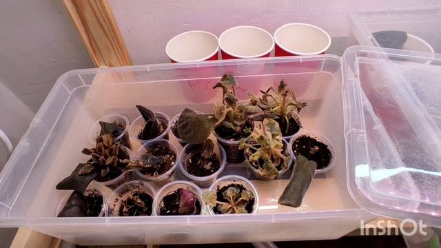 Отчёт по фиалкам. Гибель коллекции. Сортовые фиалки. смотреть онлайн