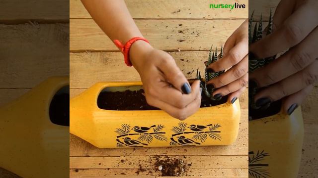 Miniature Garden - DIY Succulent Garden | nurserylive смотреть онлайн