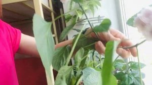 Клеродендрум Филиппинский зацвёл!? Делюсь своим опытом выращивания и ухода