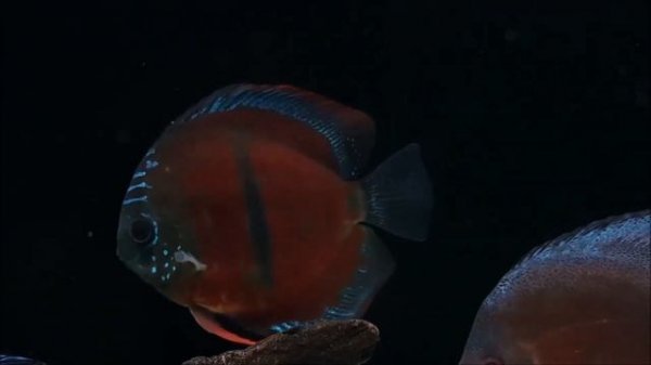 Gorgeous Colorful Discus Tank | Beautiful Home Aquarium for Discus Fish