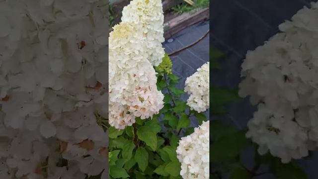 Даймонд Руж? продолжает удивлять. смотреть онлайн