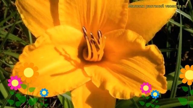 Лилейник гибридный Бай Майселф. Краткий обзор, описание характеристик hemerocallis By Myself смотреть онлайн