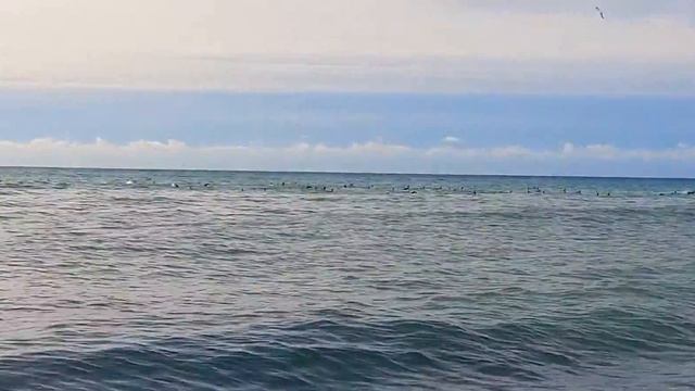 Чёрное море, чайки на волнах...Адлер. Сочи.25 декабря. смотреть онлайн