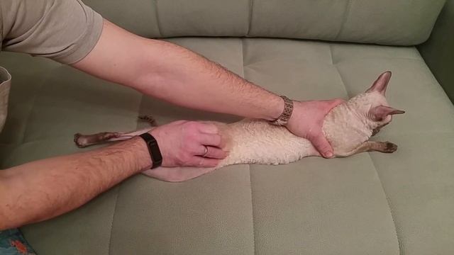 Как помочь кошке, когда она хочет кота. How to help a cat. У кошки течка. Смотреть описание видео! смотреть онлайн