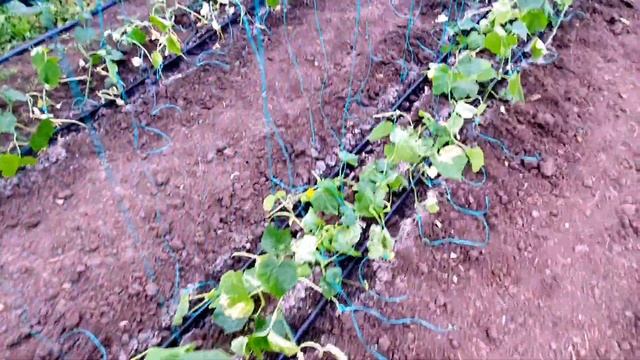 Высадка огурца. Рассада в поле. Деревенские Сотки. смотреть онлайн