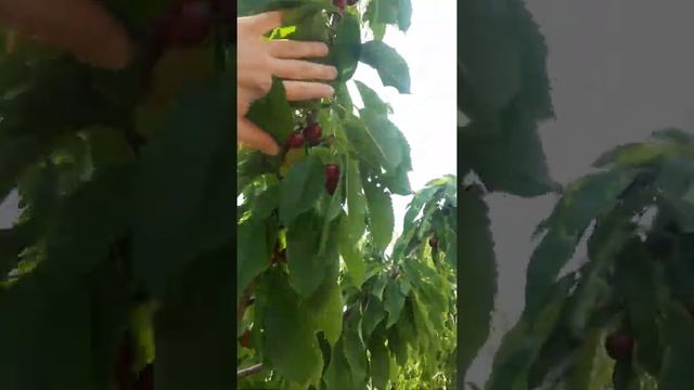 Молодые деревья черешни радуют в этом году! смотреть онлайн