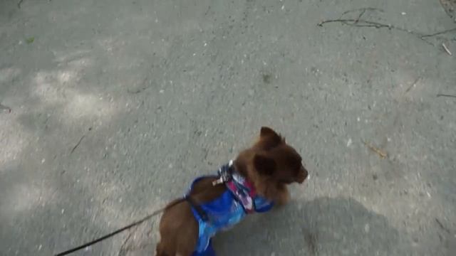 Чихуахуа Джонни на прогулке (2).mp4