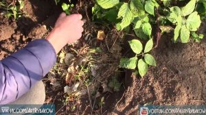 Ежевика. Как размножить ежевику - 3 надежных способа размножения ежевики видео!