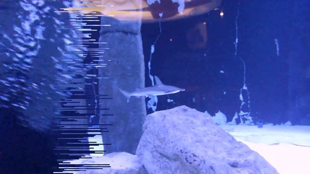 Анталийский аквариум смотреть онлайн