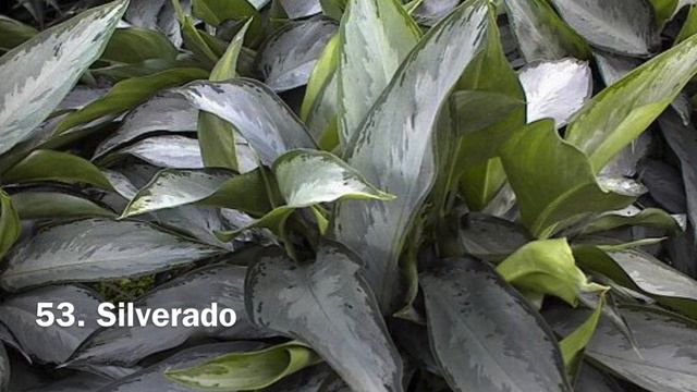 120 AGLAONEMA PLANT VARIETIES/COLLECTION 🌱 смотреть онлайн