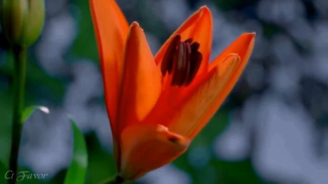 Дожди благословения - Worship | музыка с цитатами из Библии, #пропитка #музыка_для_молитвы смотреть онлайн