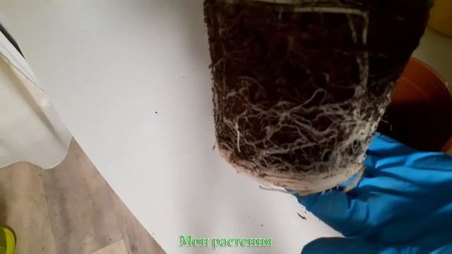 Алоказия Стингрей Пересадка смотреть онлайн