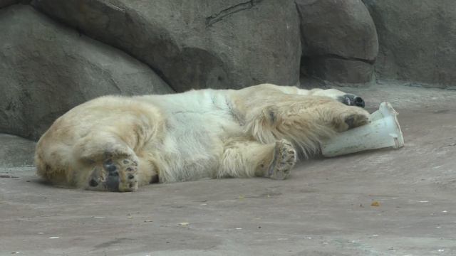 Wrangel the polar bear goes to sleep, looking lazy, at Moscow Zoo смотреть онлайн