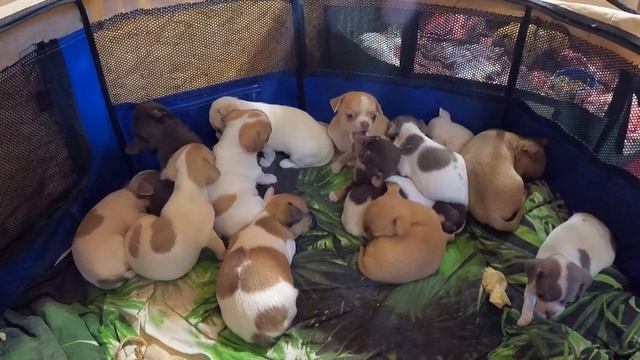 СПОКОЙНОЙ НОЧИ и ДОБРЫХ СНОВ / Щенки породы ЧИХУАХУА купить в питомнике РКФ Мари Мистик продаю чиху смотреть онлайн