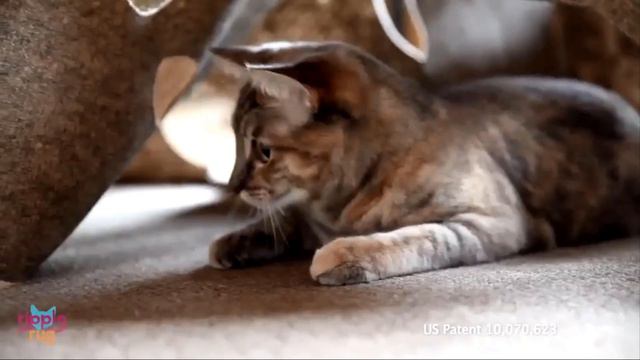Best Interactive Cat Toy in 2019 | 7 TOP RATED Interactive Cat Toys смотреть онлайн