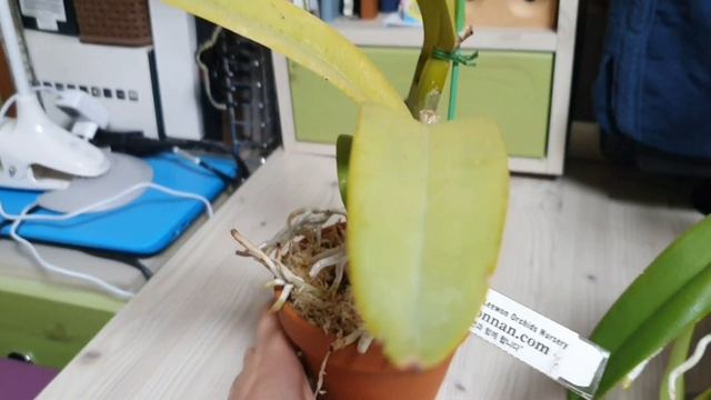 Cattleya Maxima описание и уход.