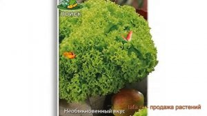 Салат обыкновенный Лолло Бионда Полукочанный ? обзор: как сажать, семена салата