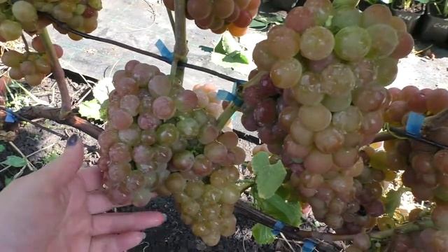 ПАЛАНГА виноград универсального назначения. смотреть онлайн