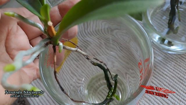 PHALAENOPSIS in Water Culture UPDATE & CARE 🌺🌺 LEGENDAS em PORTUGUÊS смотреть онлайн