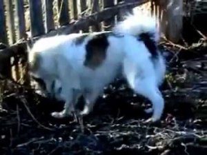 Как кошка с собакой...эпизод 3