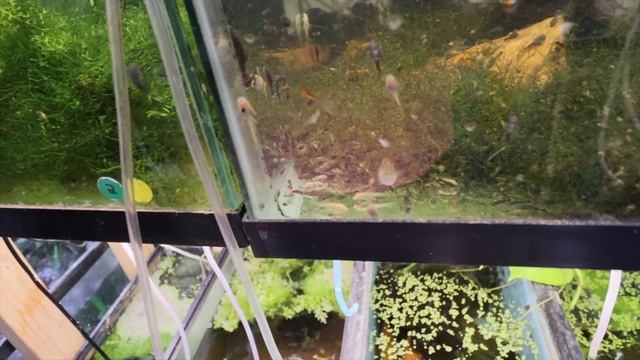 Quick Fish Room Tour BLUE DRAGON GUPPIES! смотреть онлайн