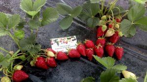 Клубника #Брилла г. Омск Ферма "Омская Ягода".