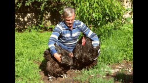 Племенная работа с родительским стадом кур. Советы от Сергея Матрипула